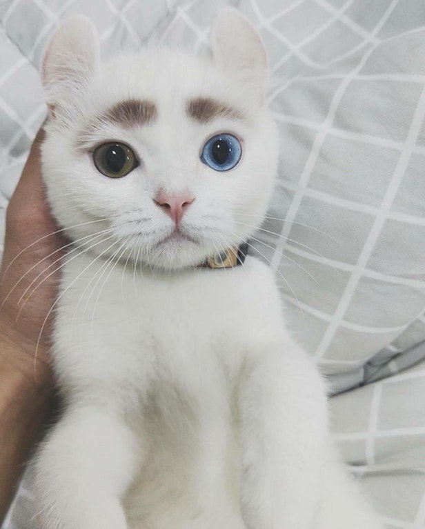 13 Funniest Animal Moments You Don�t Want To Miss Bakabuzz