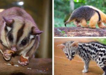 The Top 10 Adorable Animals You Can See Ever