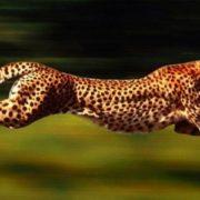 The Top 10 Fast Animals Ever You Need To Know About