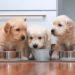 best Puppy foods for better life