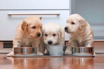 Best Puppy Foods For Better Life