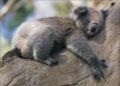 Most Lazy Animals in the Planet you Didn't know About!
