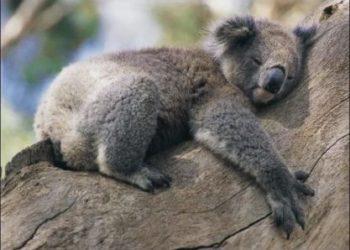 Most Lazy Animals In The Planet You Didn't Know About!